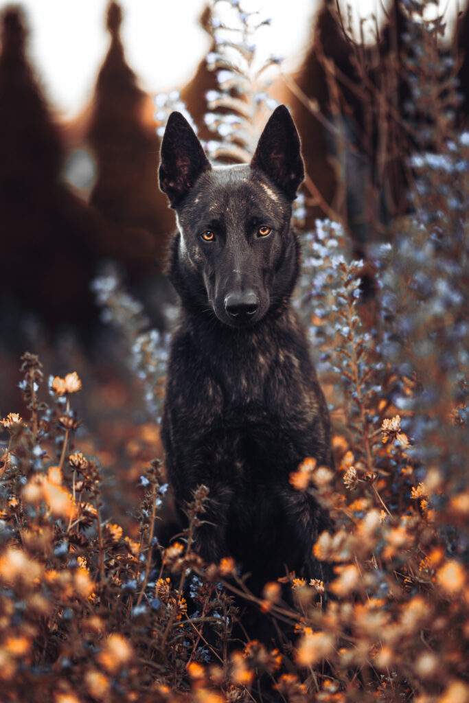 7C1A4996 Stock.Hund.Stein Herbst 2020