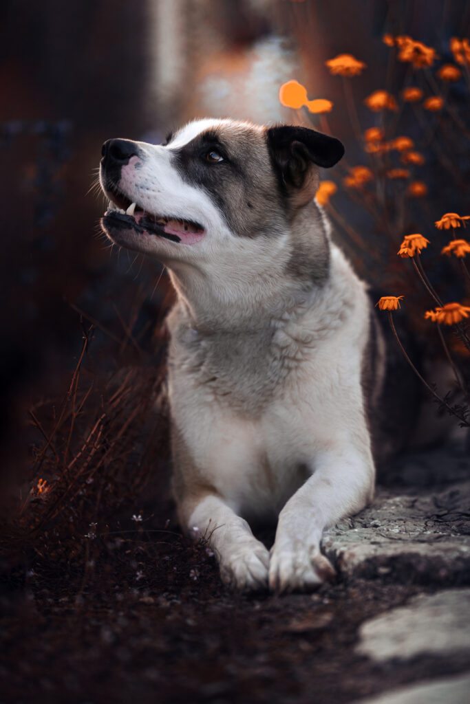 7C1A5226-2 Stock.Hund.Stein Herbst 2020