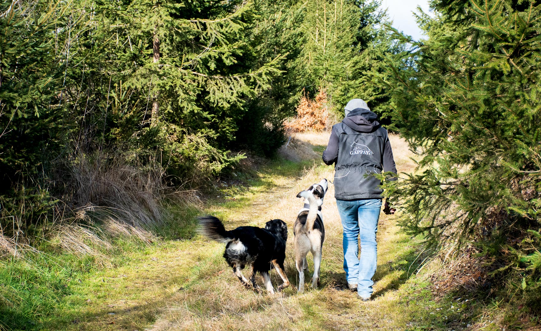 Stock.Hund.Stein Herbst 2020