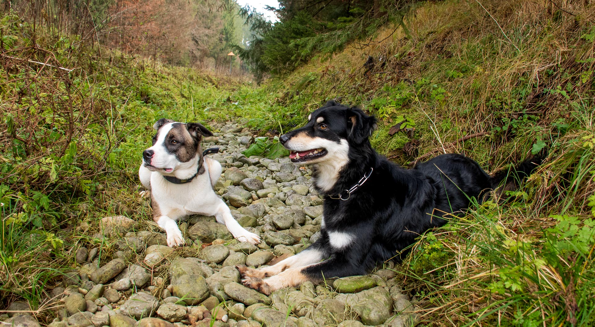 Stock.Hund.Stein Herbst 2020