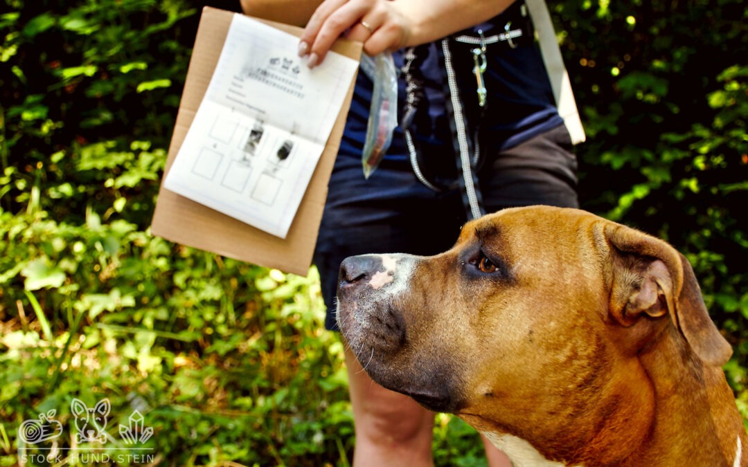 Stock.Hund.Stein Pfoten Krimi