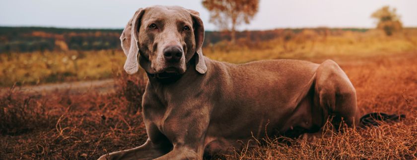 Alltagstauglichkeitsprüfung nach der Hundehalteverordnung OÖ 2024