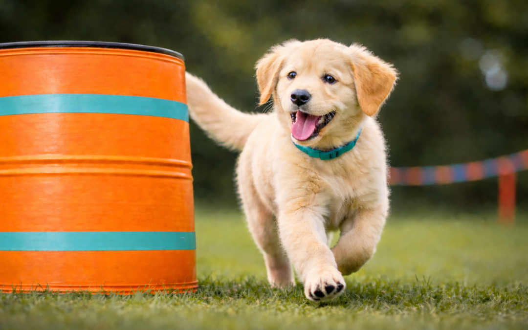 “Little Hoopers Club” für Welpen & Junghunde