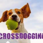 Crossdogging Event Pic