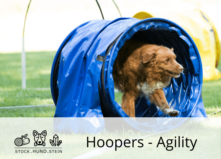 Hoopers Agility  – Sommer Kurs