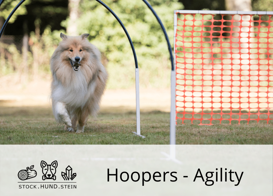 Hoopers Agility Kurs – Freies Training