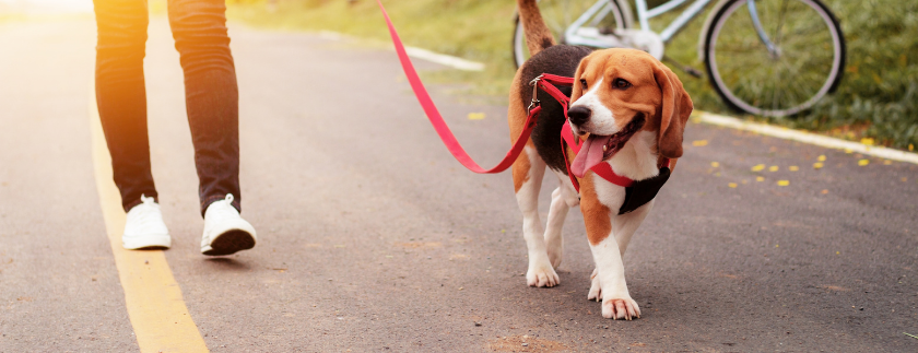 Social Dog Walk