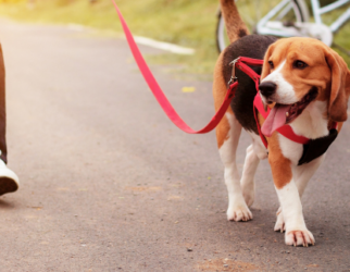 Social Dog Walk