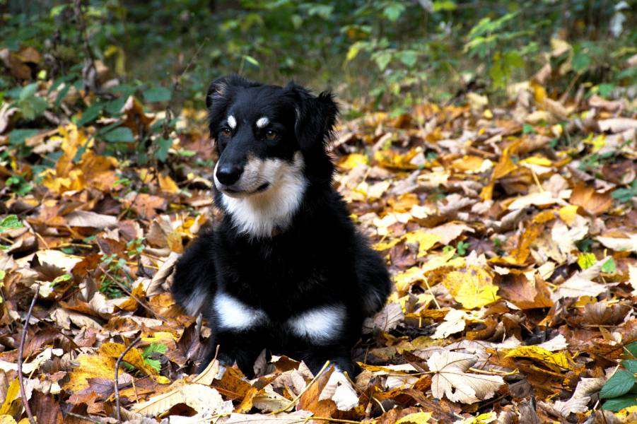 Stock Hund Stein Krimitour mit Hund